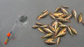 ОТЛИЧНОЕ ОТКРЫТИЕ СЕЗОНА 2021-2022 !!!! ЛОВЛЯ ОКУНЯ !!!!!!