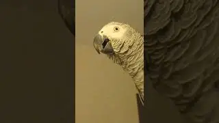 Попугай Гоша