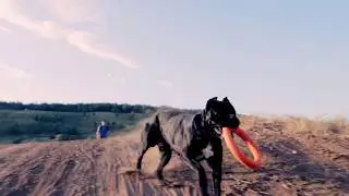 Гектор