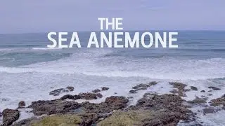 The Sea Anemone