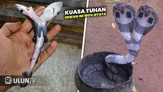 SUSPECT TO BE GHOSTS!! TURNS OUT THESE 7 TWO-HEADED ANIMALS ARE REAL AND ALMOST IMPOSSIBLE TO FIND