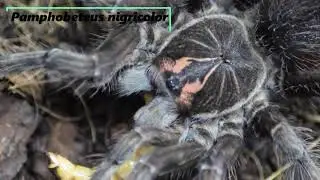Tarantula feeding No17