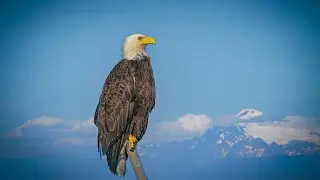 A Golden Eagle’s Feast at the Edge of the Sea | Neah Bay, WA
