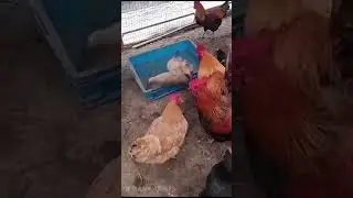 драка со зрителями