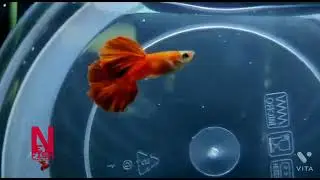 guppi red