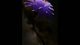 [free] juice wrld + lil uzi vert type beat 