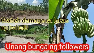 LAKATAN FARM VISIT | FARM HARVEST