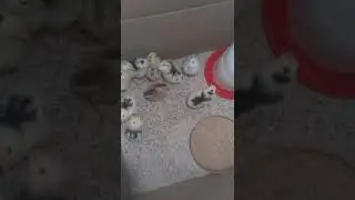 pollitos pita pinta