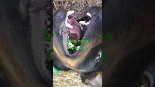 кто так спал? #пëс Джони#спать#поза#смех