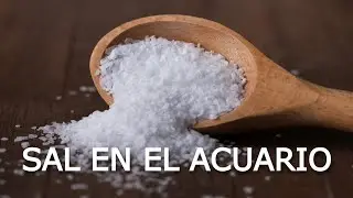 La verdad de la SAL en el acuario (Científicamente)