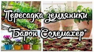 Пересадка земляники 