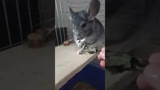 Но по вкусу вкусно)