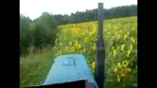 заготовка зелёнки