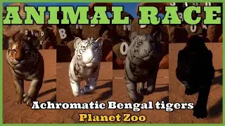 Bengal tiger running at African Desert Planet Zoo - Achromatic Bengal Tiger - Animal race
