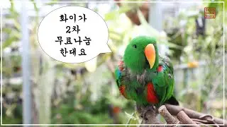2차 무료 나눔 이벤트 / 화이 난초 이야기