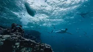 STEFANO RICCI Explorer | Galápagos SS24