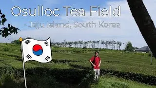 I Visited The Osulloc Tea Field & Museum - Jeju Island, South Korea!
