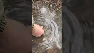 Находки вылетают одна за одной🔥 Поселение возле болота. Поиск с металлоискателем #коп #находка #лес