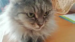 котик сияй