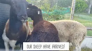 Welcoming Sheep to our Homestead!