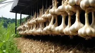 Просушка чеснока,как она происходит#чеснок #сушкачеснока#garlic #озимыйчеснок#сельскоехозяйство#кфх