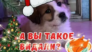 42 серия. ДОМ В ЛЕСУ НА БОЛОТЕ|| ПЕРЕЕХАЛИ СЕМЬЕЙ В ДЕРЕВНЮ. РОЖДЕСТВЕНСКИЕ СИННАБОНЫ С ШОКОЛАДОМ