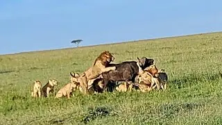 Black rock boys versus a strong buffalo