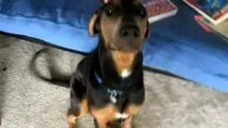 doberman puppy broke his toy - SO CUTE