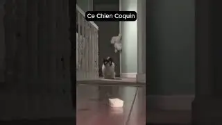 Ce Chien Coquin#funny #chien #dog