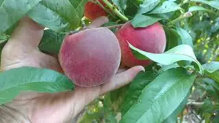 Peach Fleming Fury PF-5B. 2021 harvest. Review from Maxi Garden nursery.