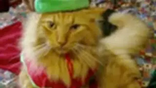 Animals of YouTube sing 