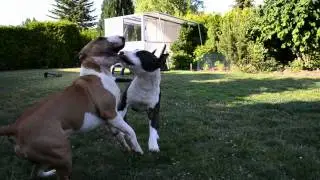 Wrestling Bull Terrier // So spielen Bullis // Micky // Fight // Part 12