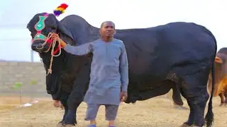 Biggest bull in the world | Boran breed | God’s gift | African breed | Sahiwal breed | documentary