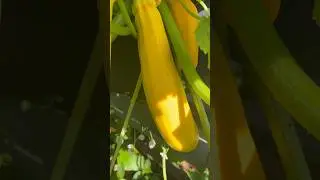 The result of pollinating a zucchini plant #shorts #zucchini
