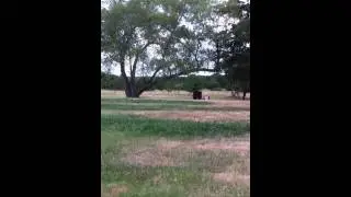Gamo varmint hunter