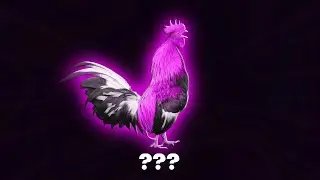 15 Rooster Crowing Sound Variations in 40 Seconds I Ayieeeks