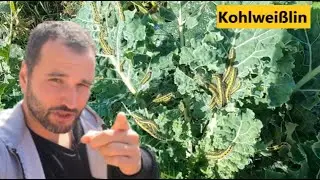 Die Raupen des Kohlweißling haben mein Grünkohl zerstört 😱 & was man dagegen tun kann...