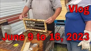 ⏱ Vlog  June 9 to 16-That Bee Man