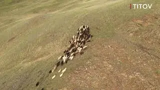 Село Белошапка и губерлинские козы.