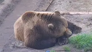 Спит