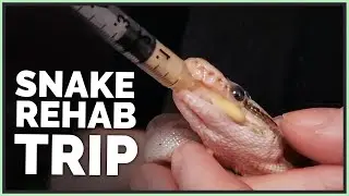 Driving 6 Hours to Rehabilitate a Pet Ball Python!