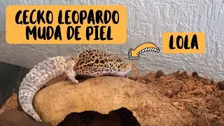Mi gecko leopardo mudando de piel (explicación y tips para cuidados) ♡