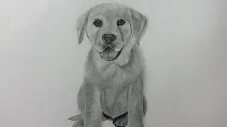 ✔ Como Dibujar un PERRO Realista Explicado PASO A PASO ✍✍