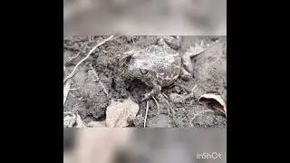 Может ли Лягушка жить в земле - Всё хочу на свете знать!