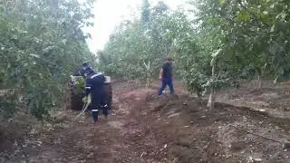 Remecedora de Piola para Nogal