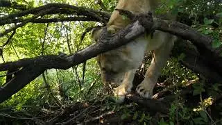 Bun has climbed on the tree and scratching a semi-sphere. Not sure if its good title for lion video)