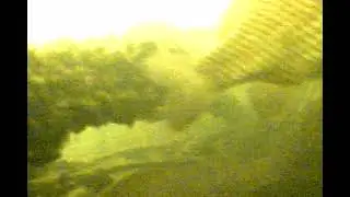 Караси в корчах.