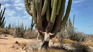 “desierto de Sonoral se distingue en el mundo por la gran belletienen sus Sahuaros o Cardones,Son.