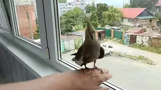 Чика гуляет на лодже