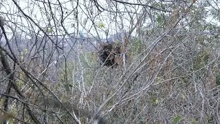 Раскрываем секрет🌱Откуда приходят белки🌱Гнездо белки